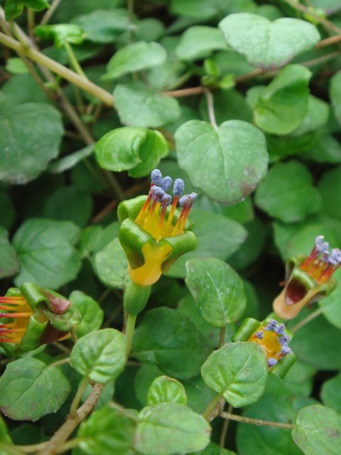 Fuchsia procumbens fleur